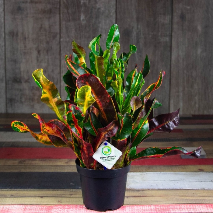 Кодиеум кротон мамми