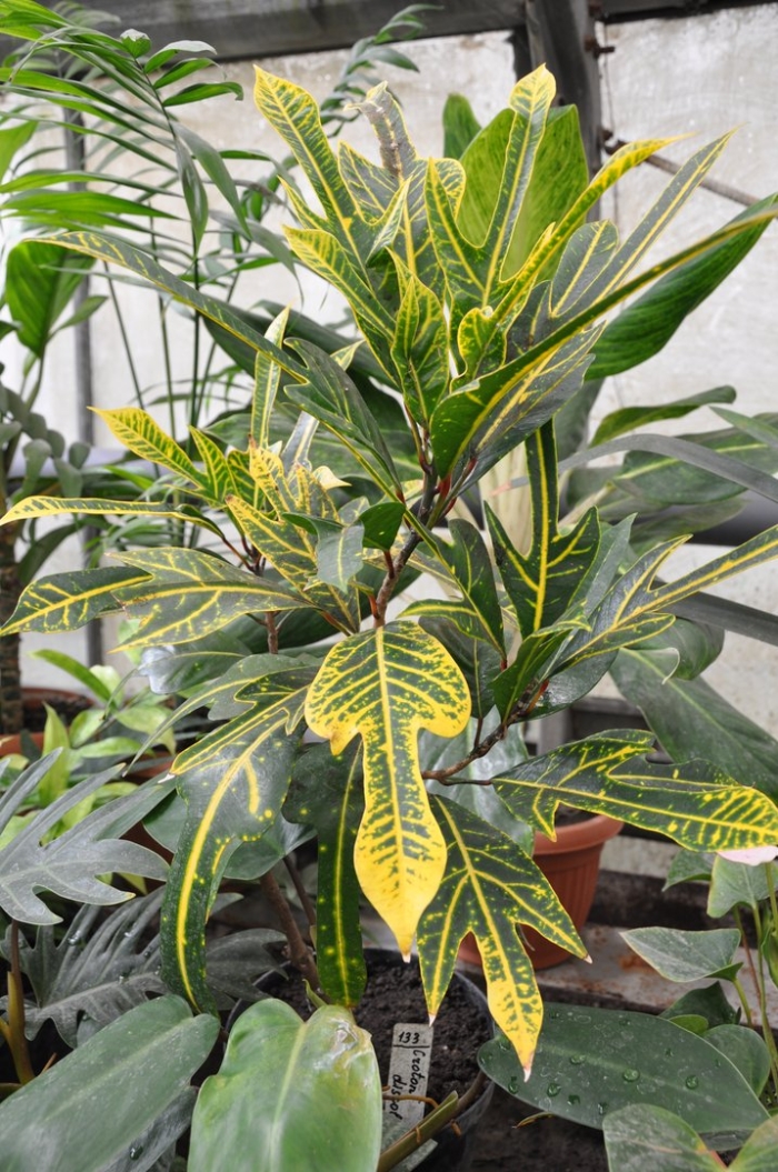 Кротон вариегатум