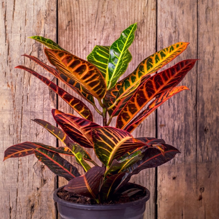 Кодиеум кратон