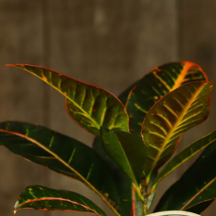 Кодиеум кротон узколистный