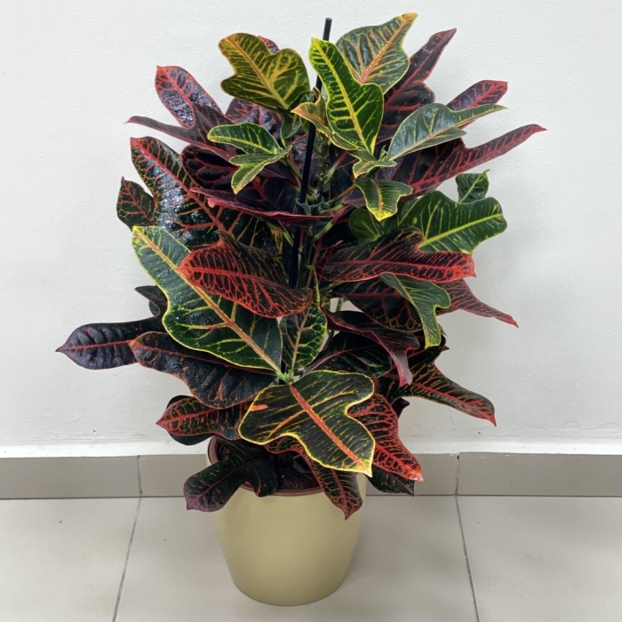 Кодиеум экселент