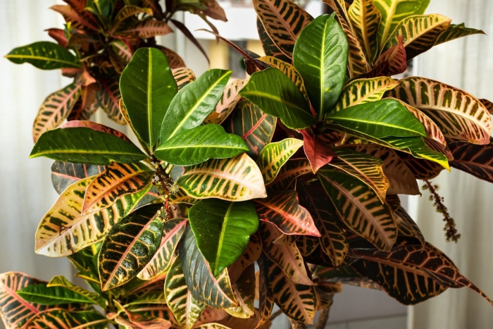 Цветок кодиеум