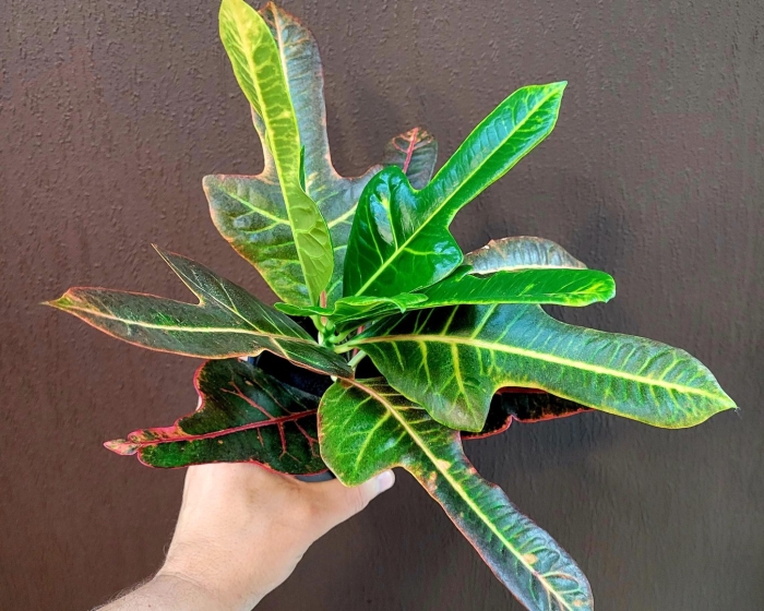 Кодиеум кротон