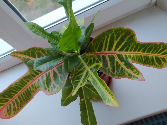 Кодиеум кротон пестрый