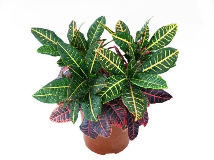 Растение кодиеум