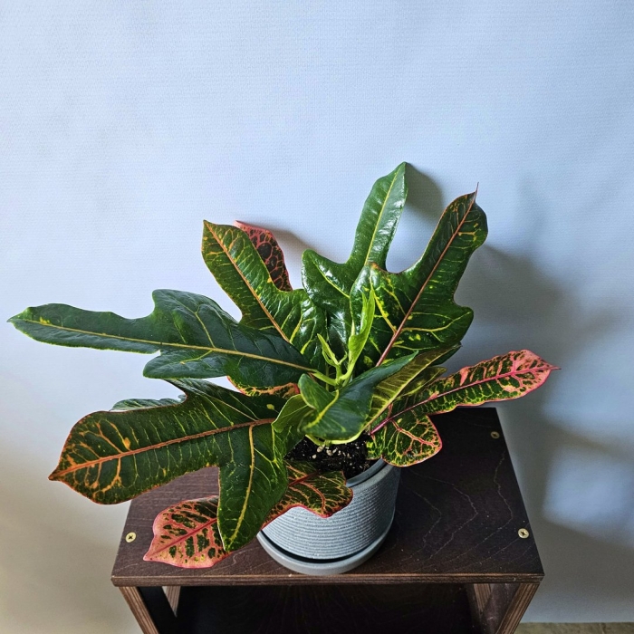 Кротон экселент цветы