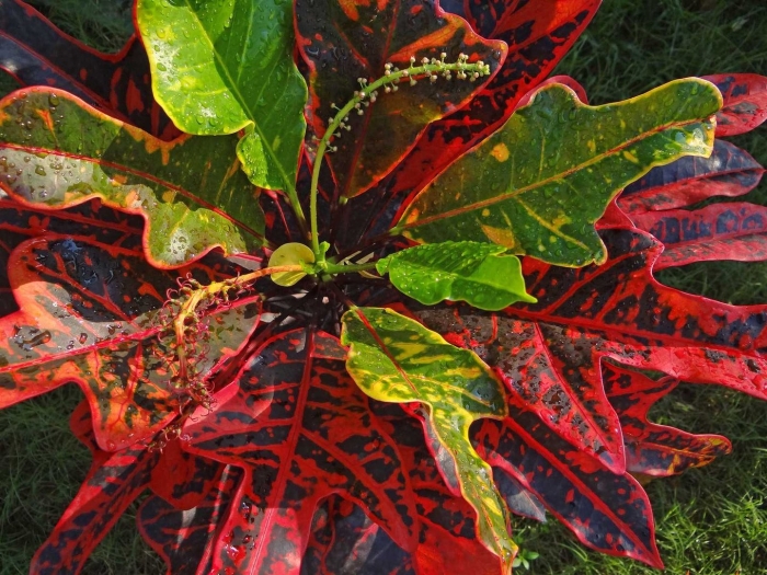 Кротон кодиеум растение