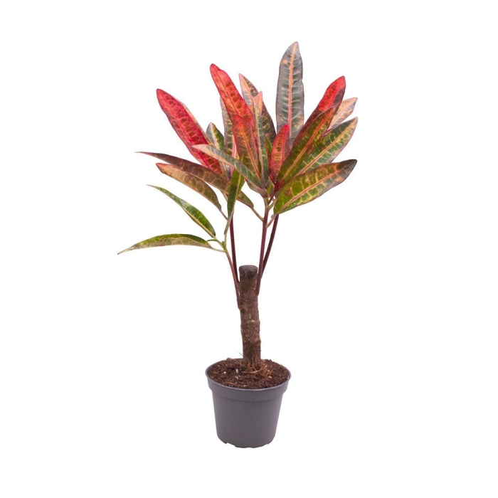 Кротон экскуренс