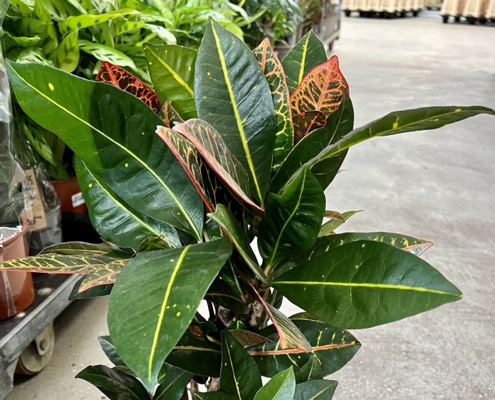 Кротон растение молочайные