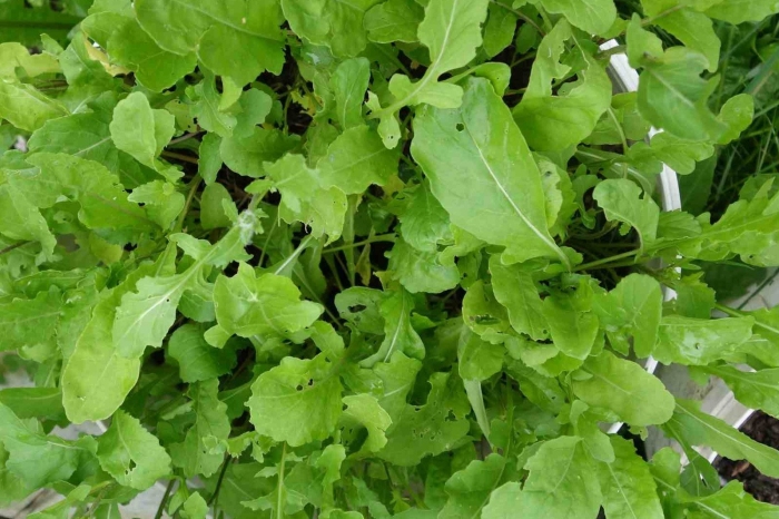 Индау руккола