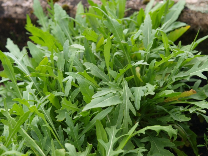 Руккола грация