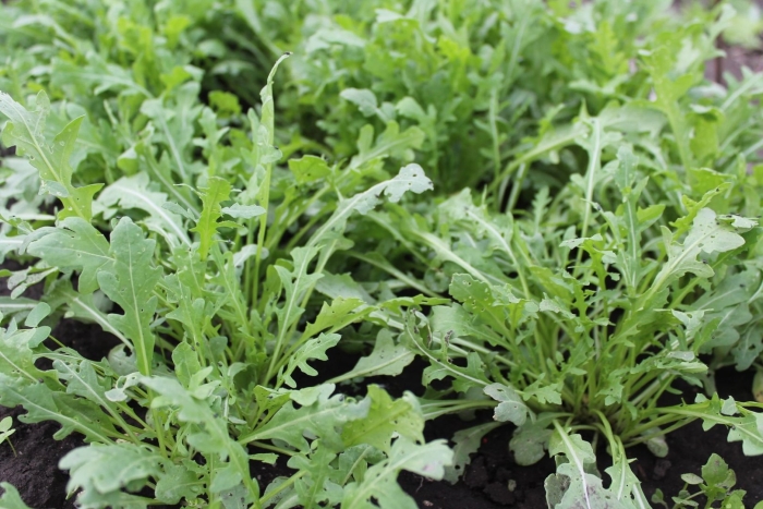 Руккола джессика