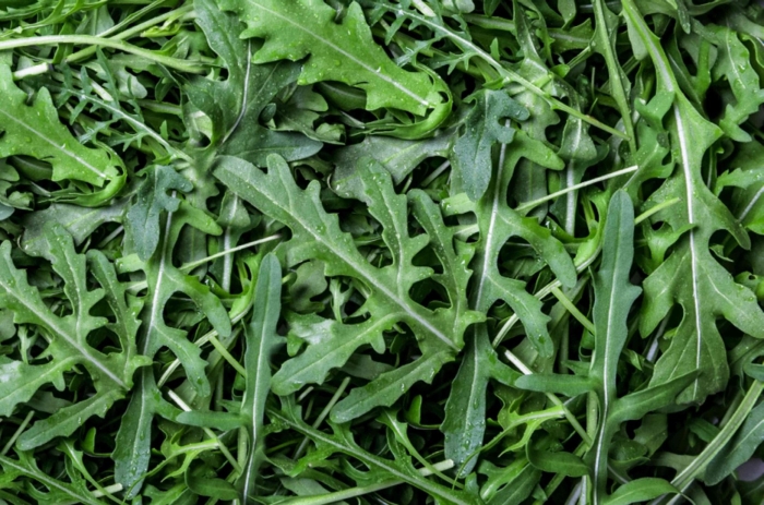 Руккола в природе