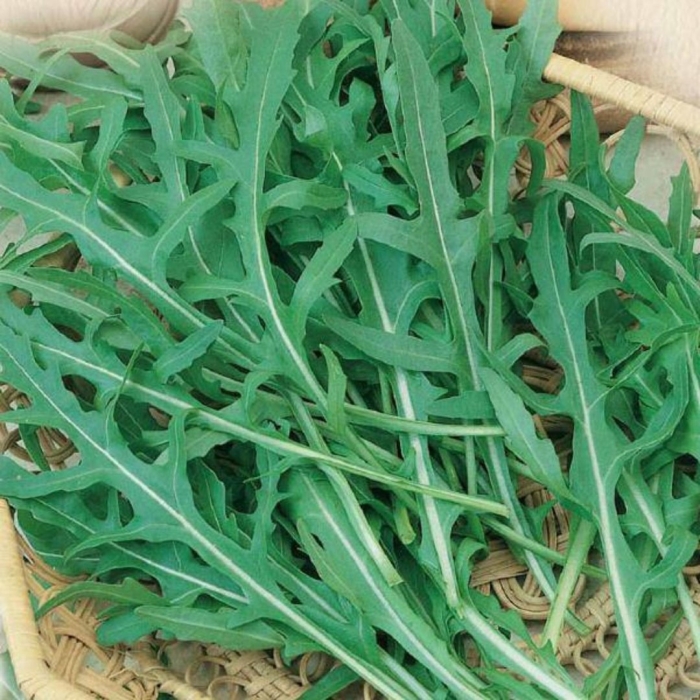 Рукола дикая двурядник