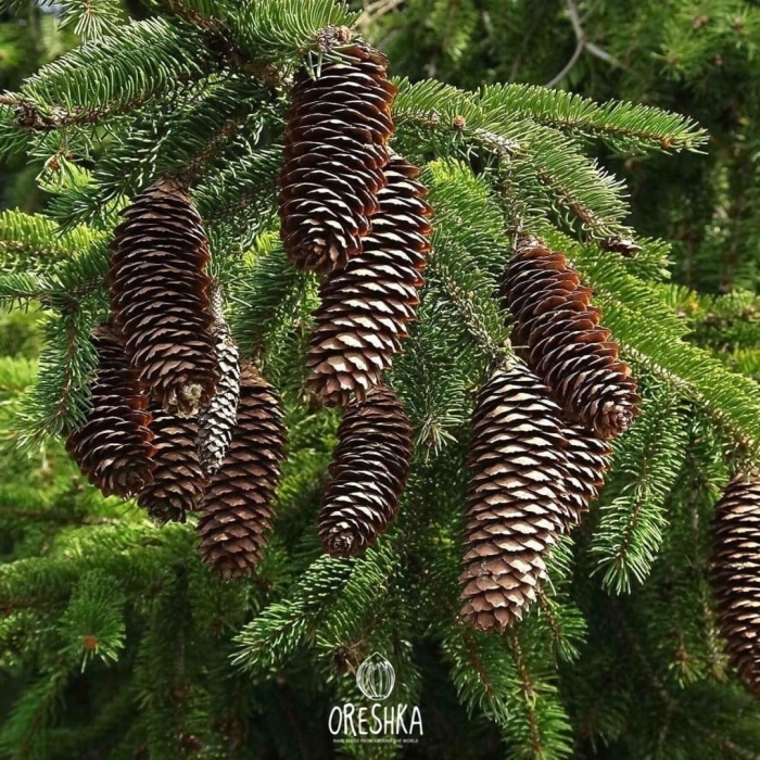 Ель сибирская (picea obovata ledeb.)