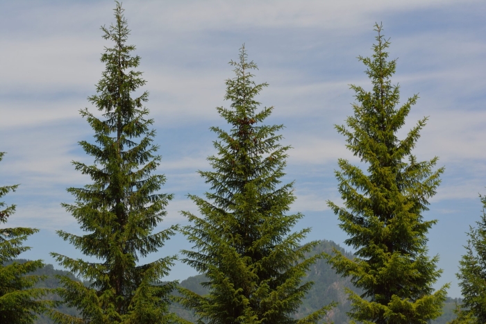 Алтайский заповедник пихта