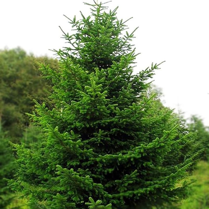 Ель европейская picea abies