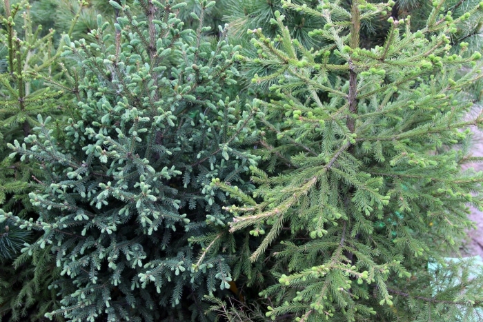 Ель сибирская picea obovata