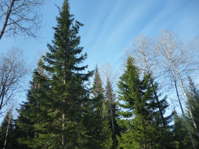 Ель сибирская picea obovata