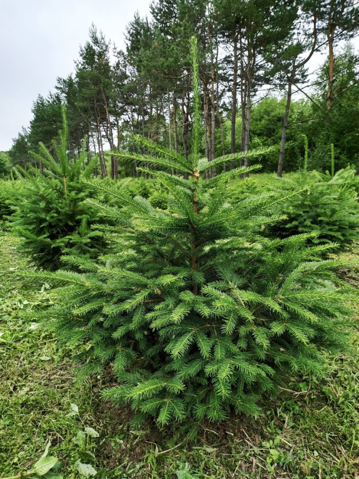 Сибирская ель