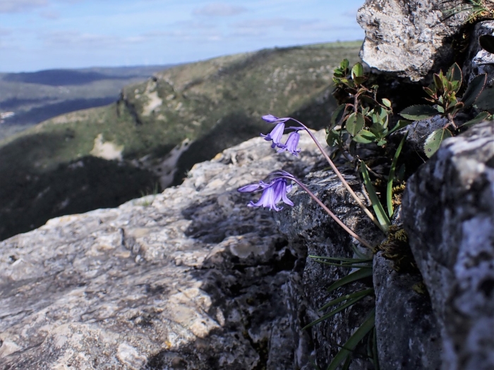 Hyacinthoides hispanica