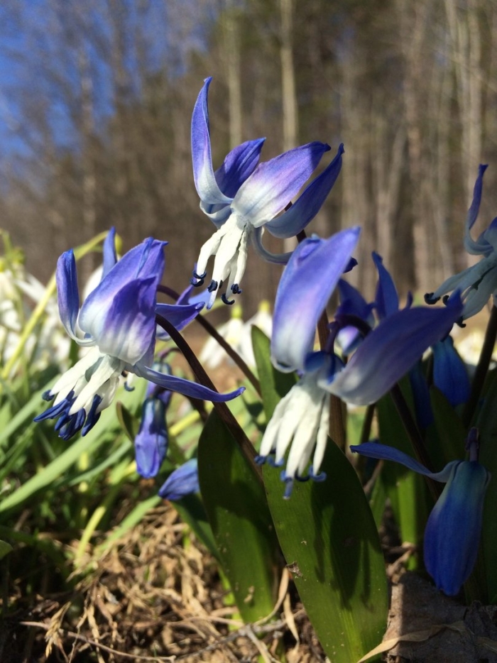 Пролеска сцилла