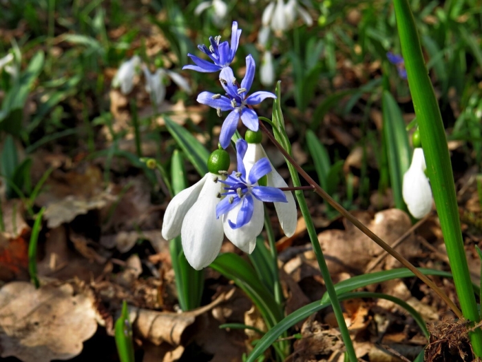 Подснежник пролеска