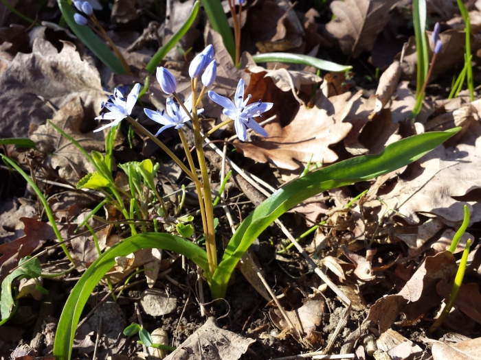 Пролеска цветок