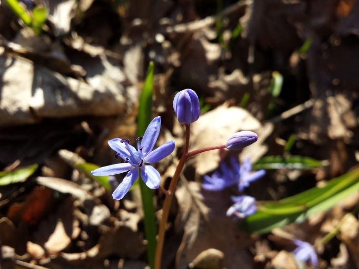 Сцилла розена