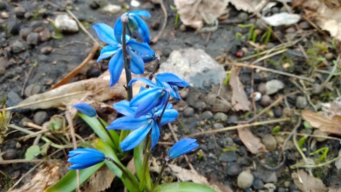 Голубая весенняя поездка