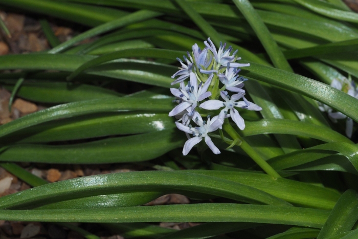 Сцилла комнатное растение