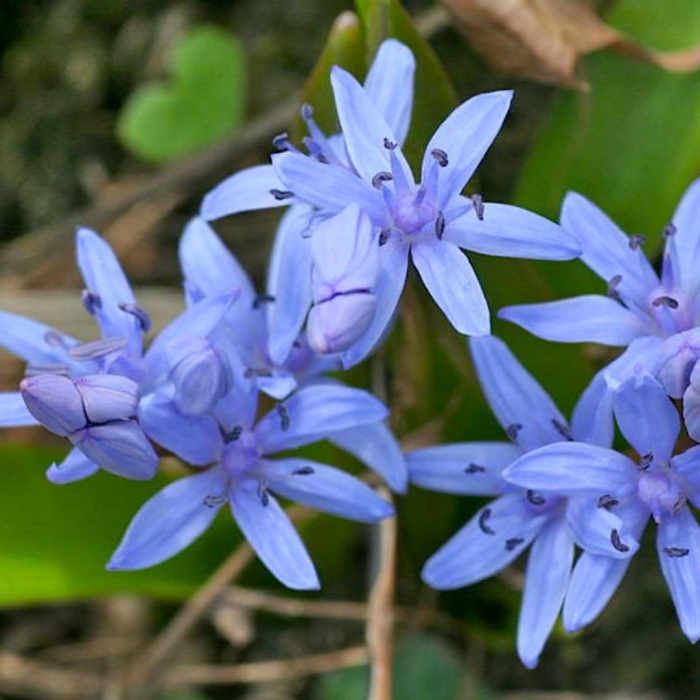 Пролеска колокольчатая