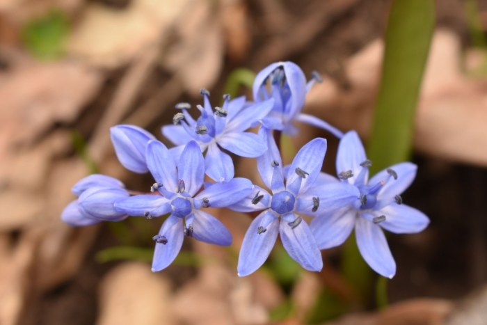 Пролеска двулистная