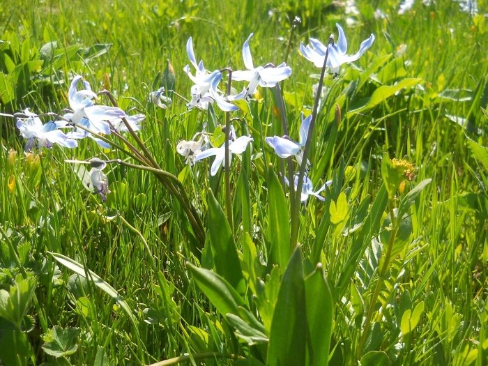 Scilla rosenii