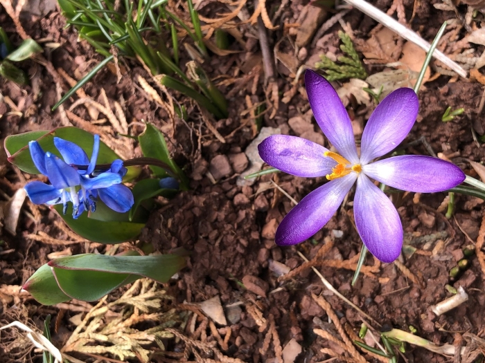 Крокус файрфлай