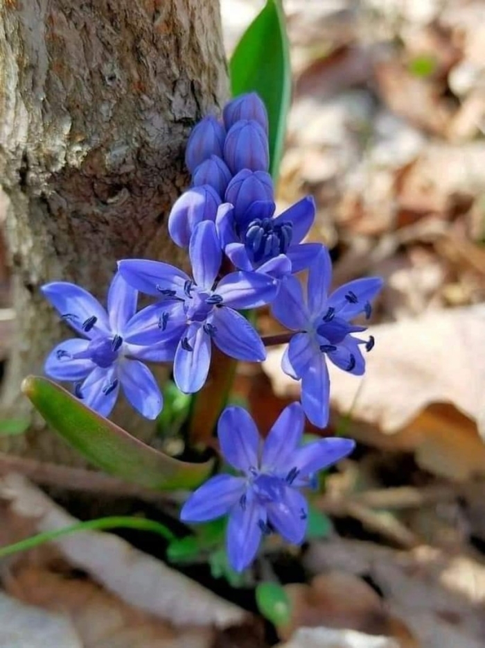 Цветок весенний