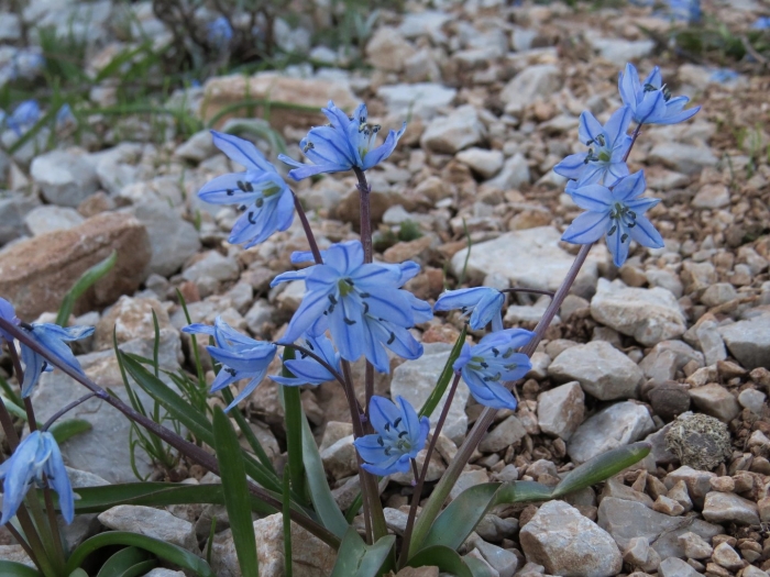 Сцилла сибирская scilla sibirica
