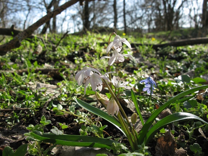 Пролеска сибирская