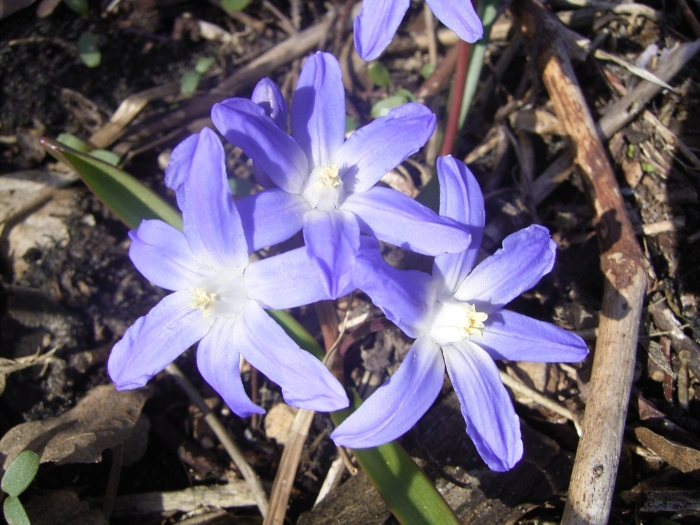 Хионодокса sardensis