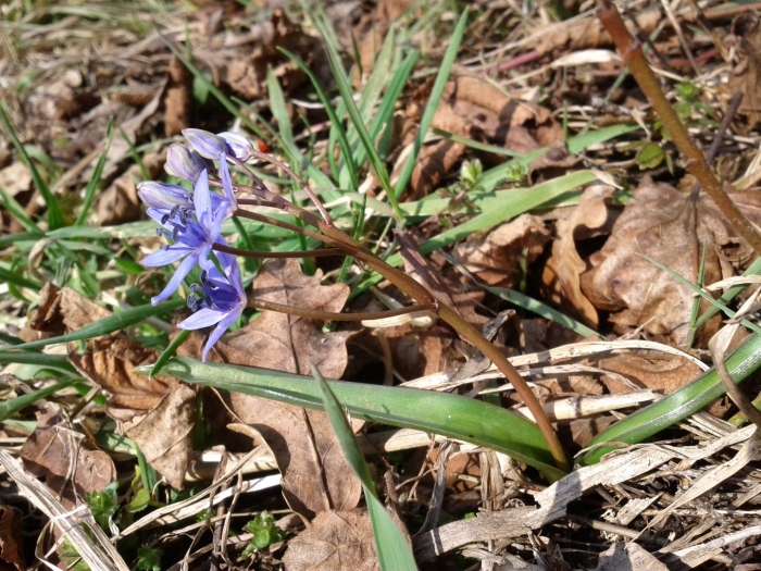 Сцилла рамсхорн