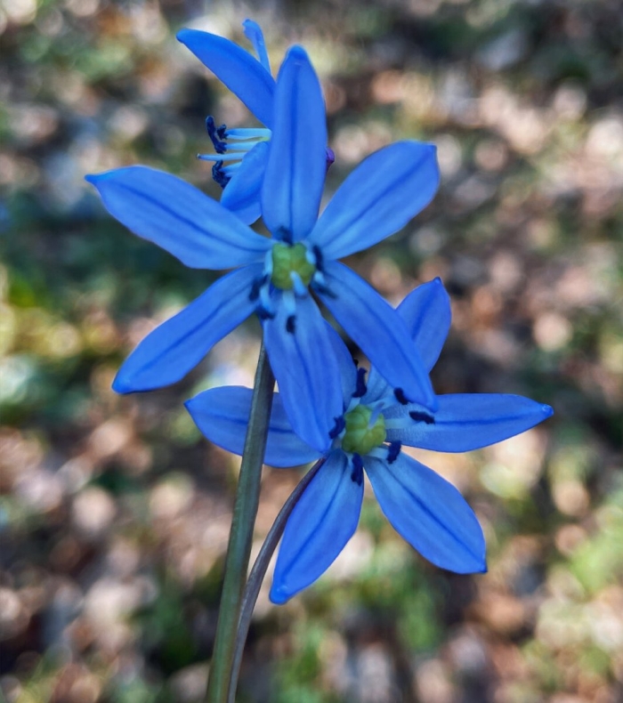 Подмосковная голубая пролеска