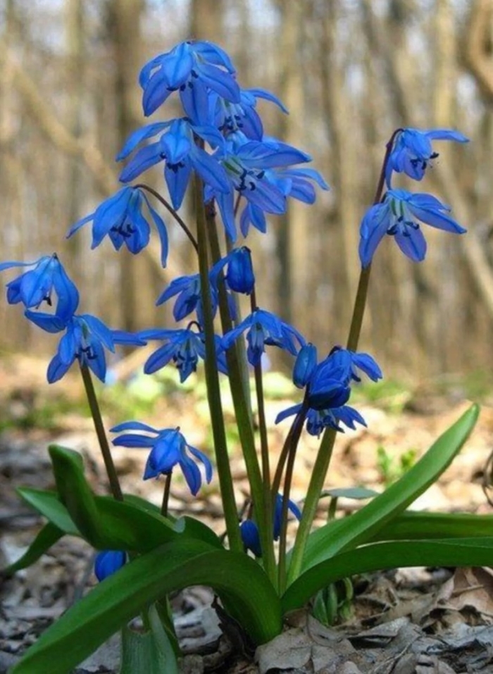 Пролеска сцилла