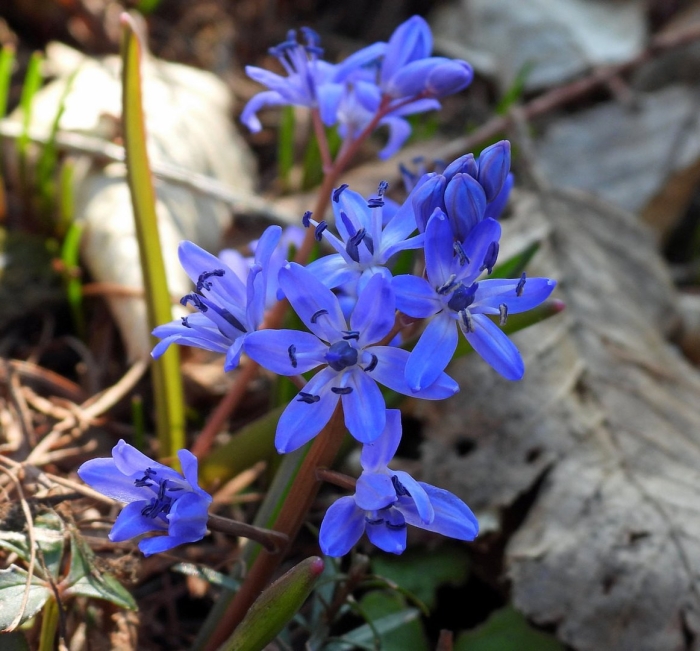 Пролеска двулистная