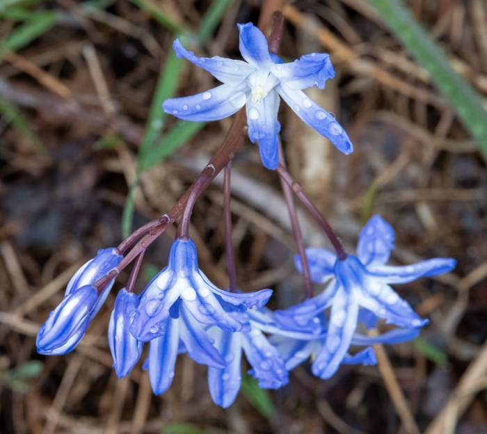 Scilla siberica alba
