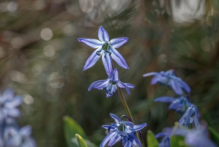 Цветок пролеска