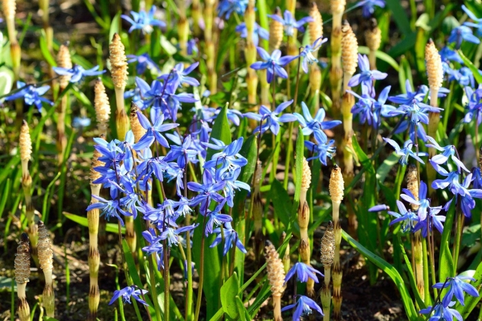 Пролеска сцилла