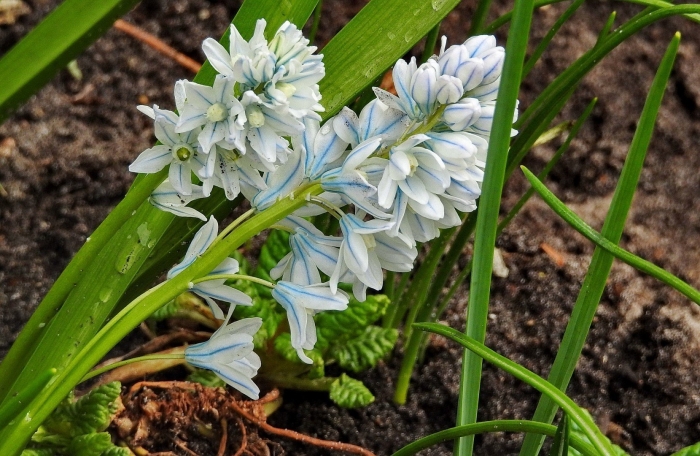 Пушкиния либанотика