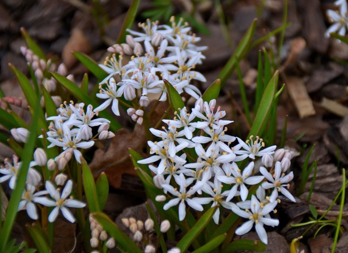 Сцилла bifolia rosea