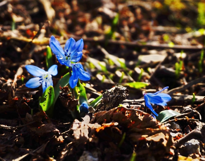 Пролеска мищенко