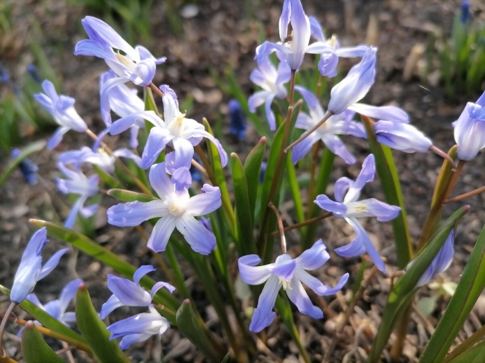 Хионодокса гигантская альба